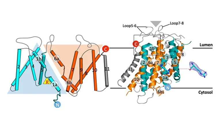 2D topology model of drSLC38A9 and structure on the lysosomal membrane