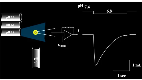 The schematics of an electrophysiological measurement by patch-clamp