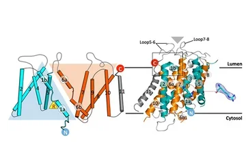 2D topology model of drSLC38A9 and structure on the lysosomal membrane