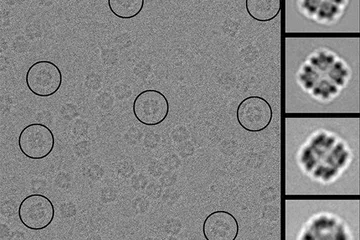  Electron micrographs 