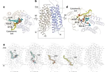  Overall topology and lysolipid transport by drMfsd2a