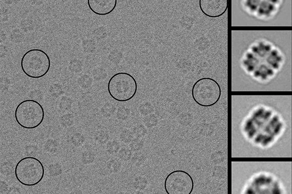  Electron micrographs 