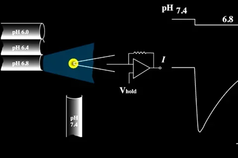  The schematics of an electrophysiological measurement by patch-clamp