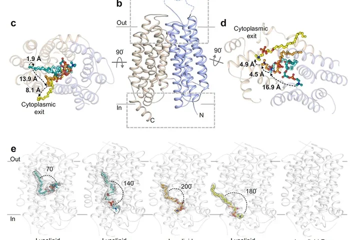  Overall topology and lysolipid transport by drMfsd2a