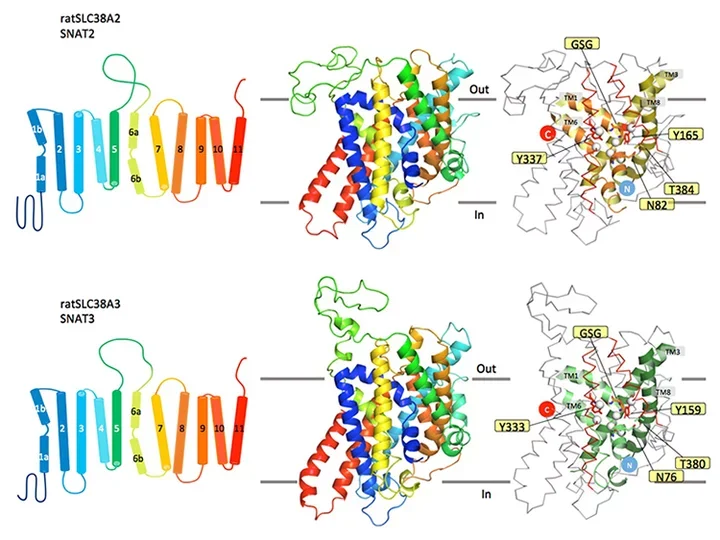 Comparative models of selected SNAT family members