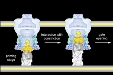 Figure 12