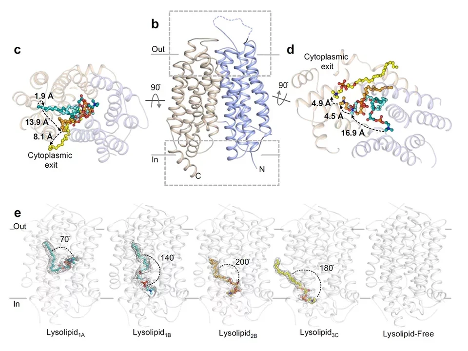 Overall topology and lysolipid transport by drMfsd2a