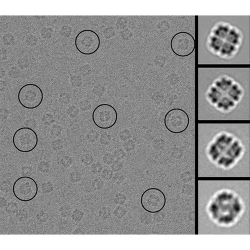 Electron micrographs