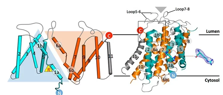 2D topology model of drSLC38A9 and structure on the lysosomal membrane