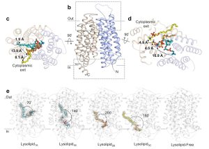 Lipid flipping – Gonen Laboratory